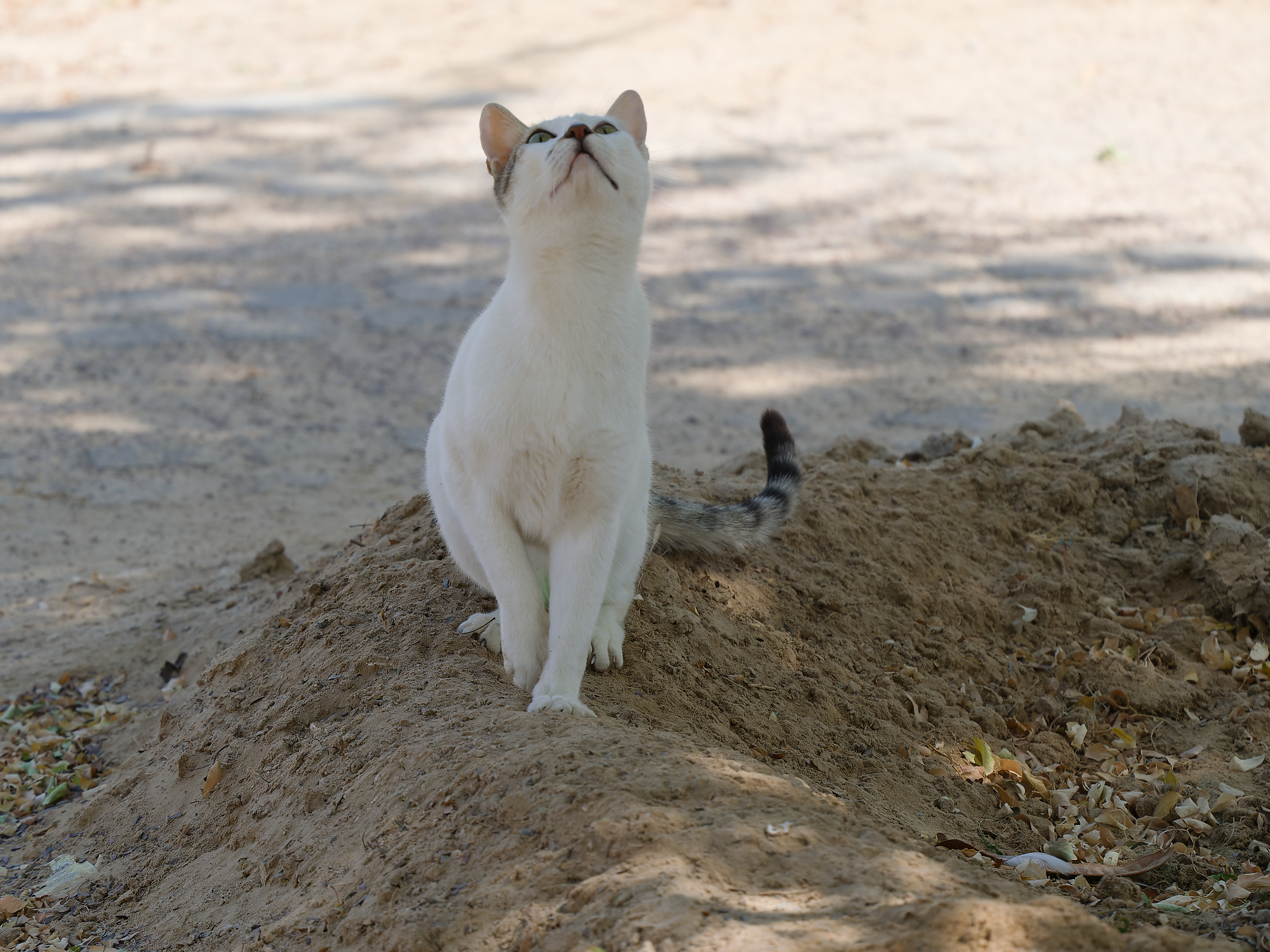 Felis catus / Domestic cat / Huiskat